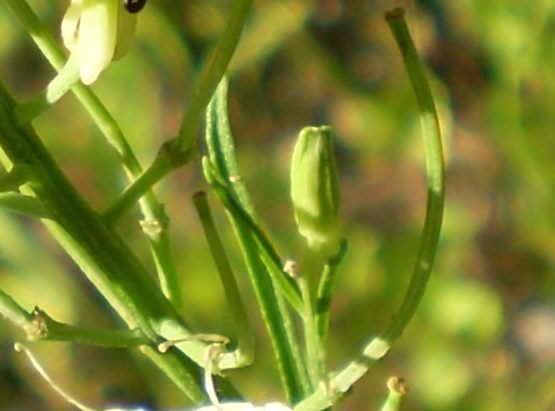 Brassicaceae da determinare.