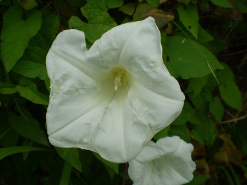 Convolvulvaceae - Calystegia cfr. sylvatica