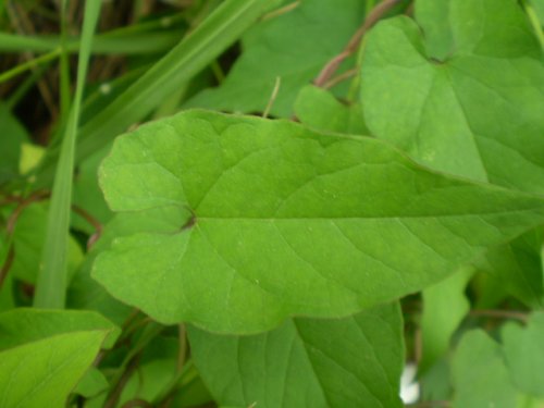 Convolvulvaceae - Calystegia cfr. sylvatica