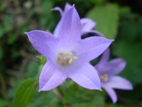 Campanula trachelium