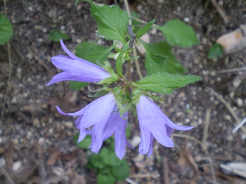 Campanula trachelium