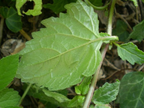 Campanula trachelium