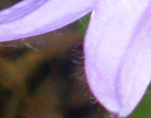 Campanula trachelium