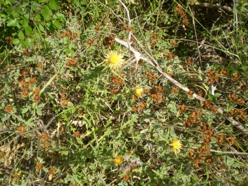 Carlina corymbosa
