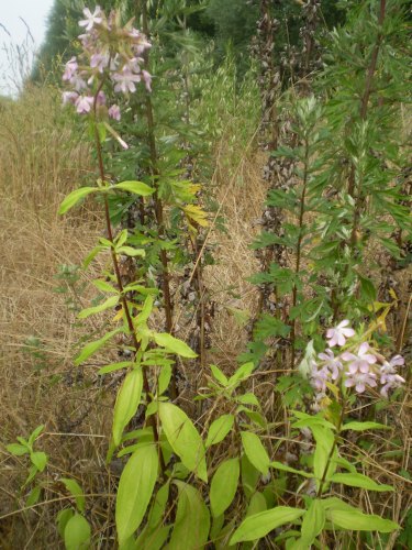 Saponaria officinalis / Saponaria comune
