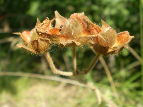 frutti di Cistus ? C. creticus ssp. eriocephalus
