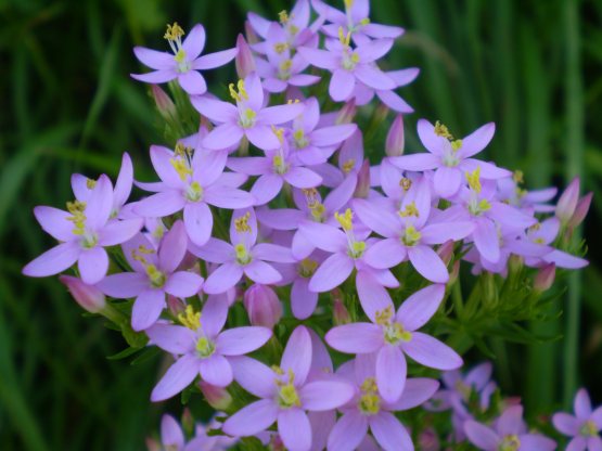 Centaurium erythraea