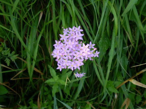 Centaurium erythraea