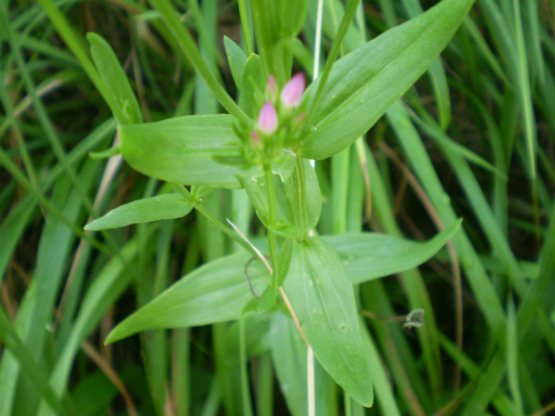 Centaurium erythraea