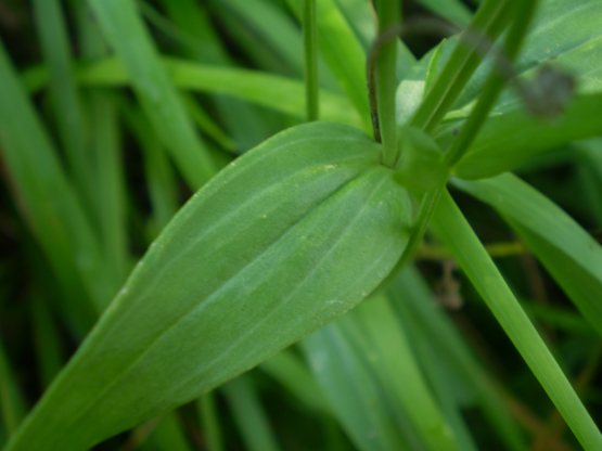 Centaurium erythraea