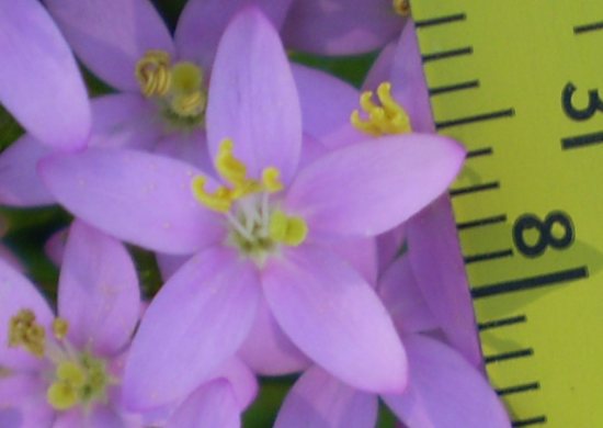 Centaurium erythraea