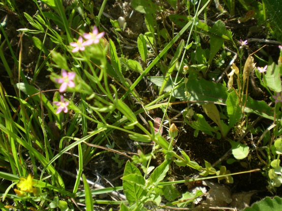Centaurium erythraea