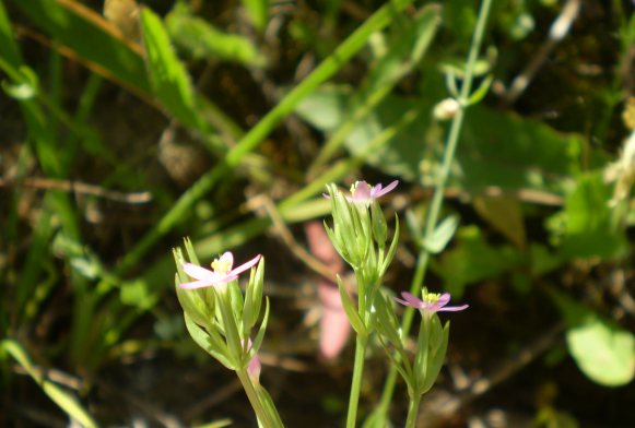Centaurium erythraea