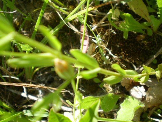 Centaurium erythraea