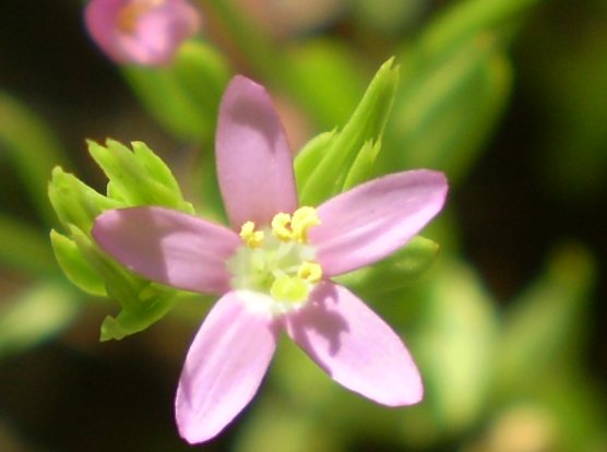 Centaurium erythraea