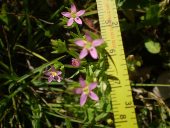 Centaurium erythraea