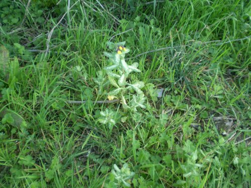 Cerinthe major