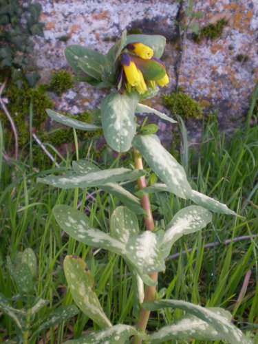 Cerinthe major