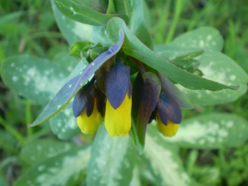 Cerinthe major