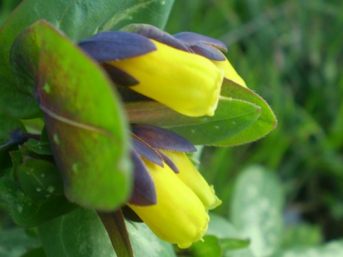 Cerinthe major