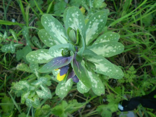Cerinthe major