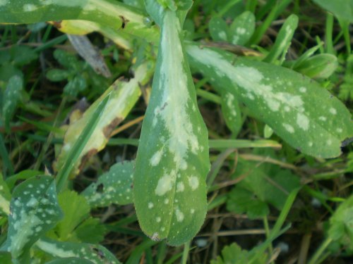 Cerinthe major