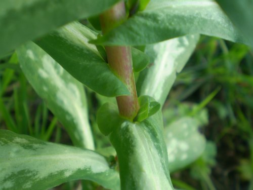 Cerinthe major