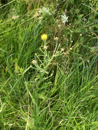 Centaurea solstitialis / Fiordaliso giallo