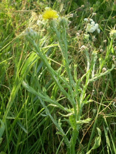 Centaurea solstitialis / Fiordaliso giallo