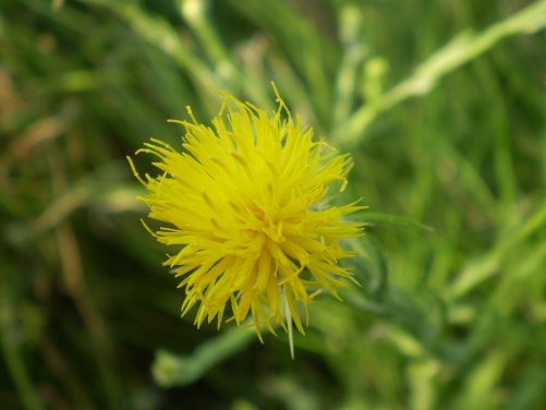 Centaurea solstitialis / Fiordaliso giallo