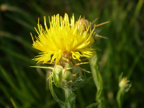 Centaurea solstitialis / Fiordaliso giallo