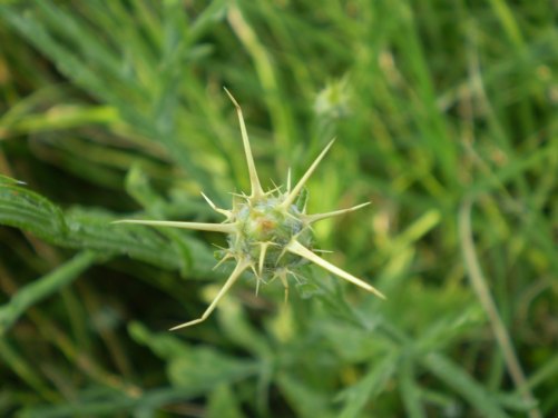 Centaurea solstitialis / Fiordaliso giallo