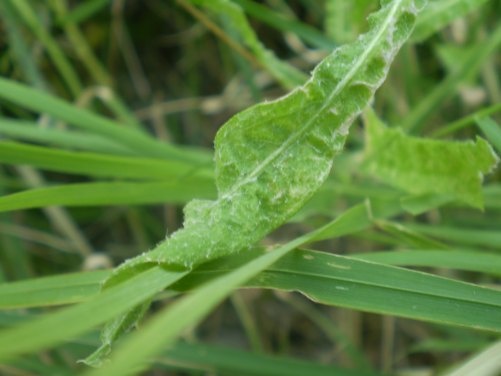 Centaurea solstitialis / Fiordaliso giallo