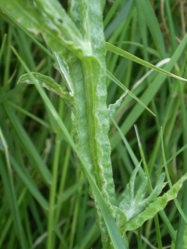 Centaurea solstitialis / Fiordaliso giallo