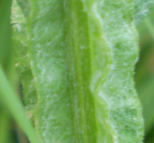 Centaurea solstitialis / Fiordaliso giallo