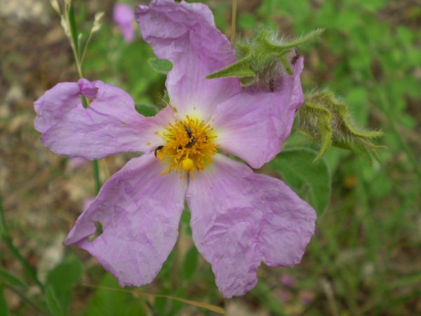 Cistus creticus ssp. eriocephalus