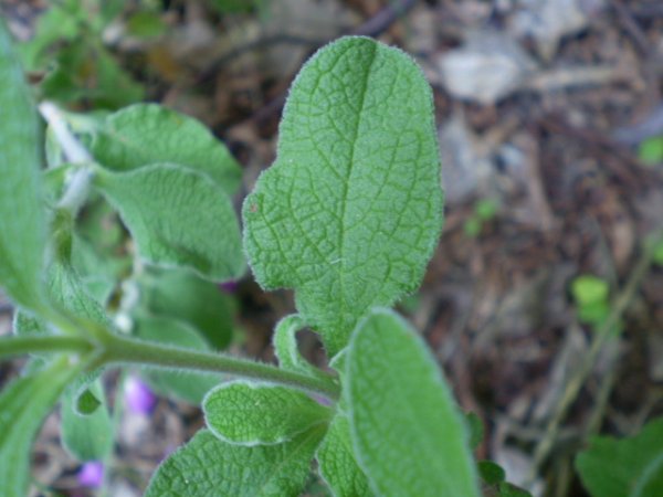 Cistus creticus ssp. eriocephalus
