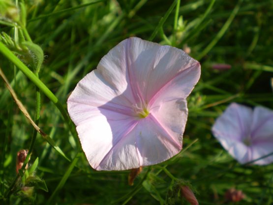 Convolvulus cantabrica