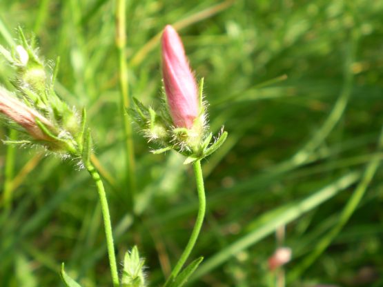 Convolvulus cantabrica