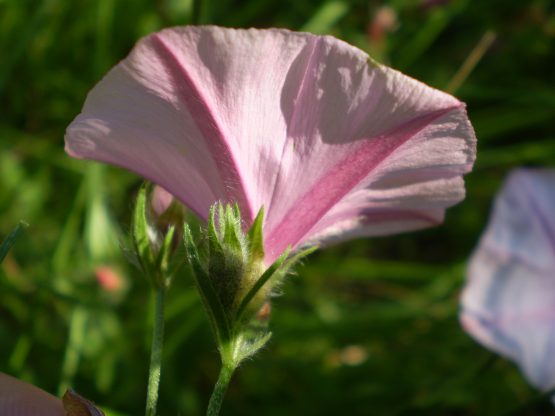 Convolvulus cantabrica