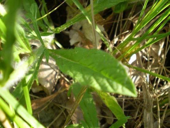 Convolvulus cantabrica