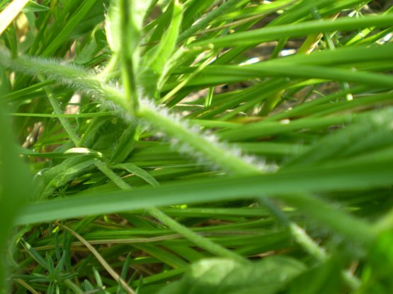 Convolvulus cantabrica