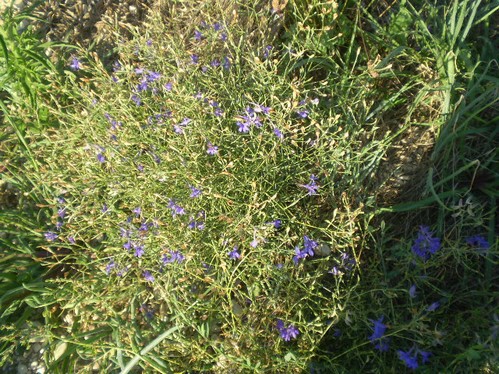 Consolida regalis