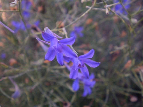 Consolida regalis