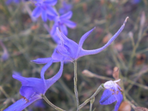 Consolida regalis