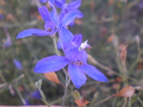 Consolida regalis