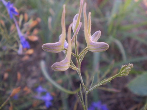 Consolida regalis