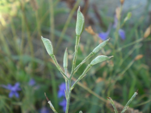 Consolida regalis