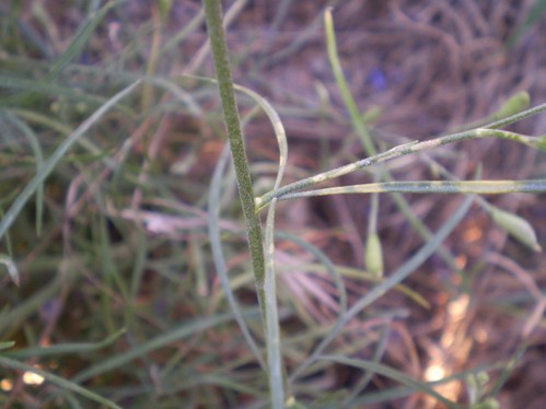 Consolida regalis