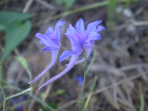 Consolida regalis